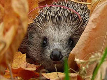 Фото новости