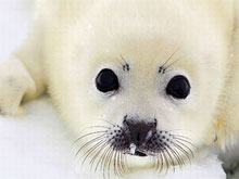 Фото новости